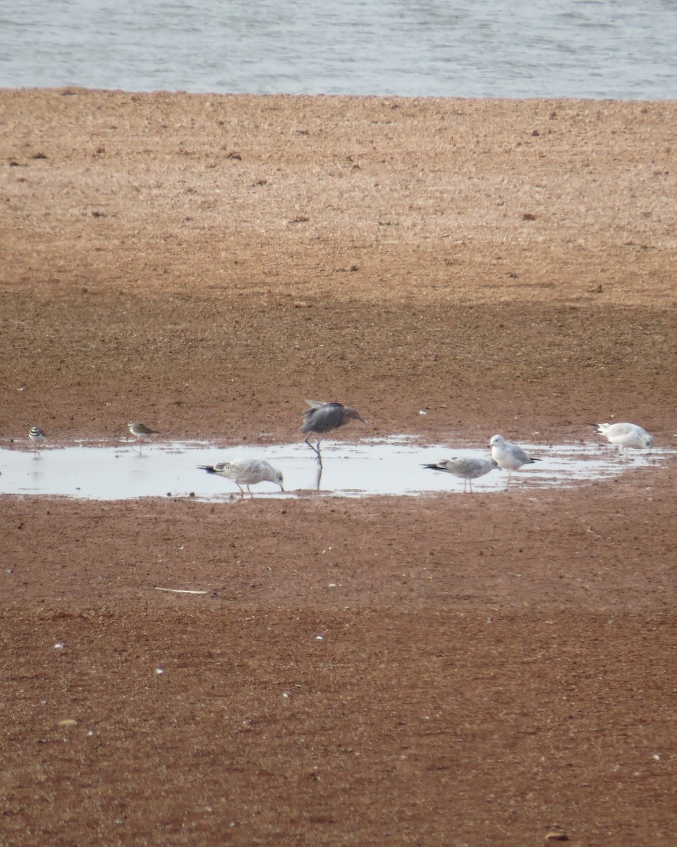 Reddish Egret - ML547724361