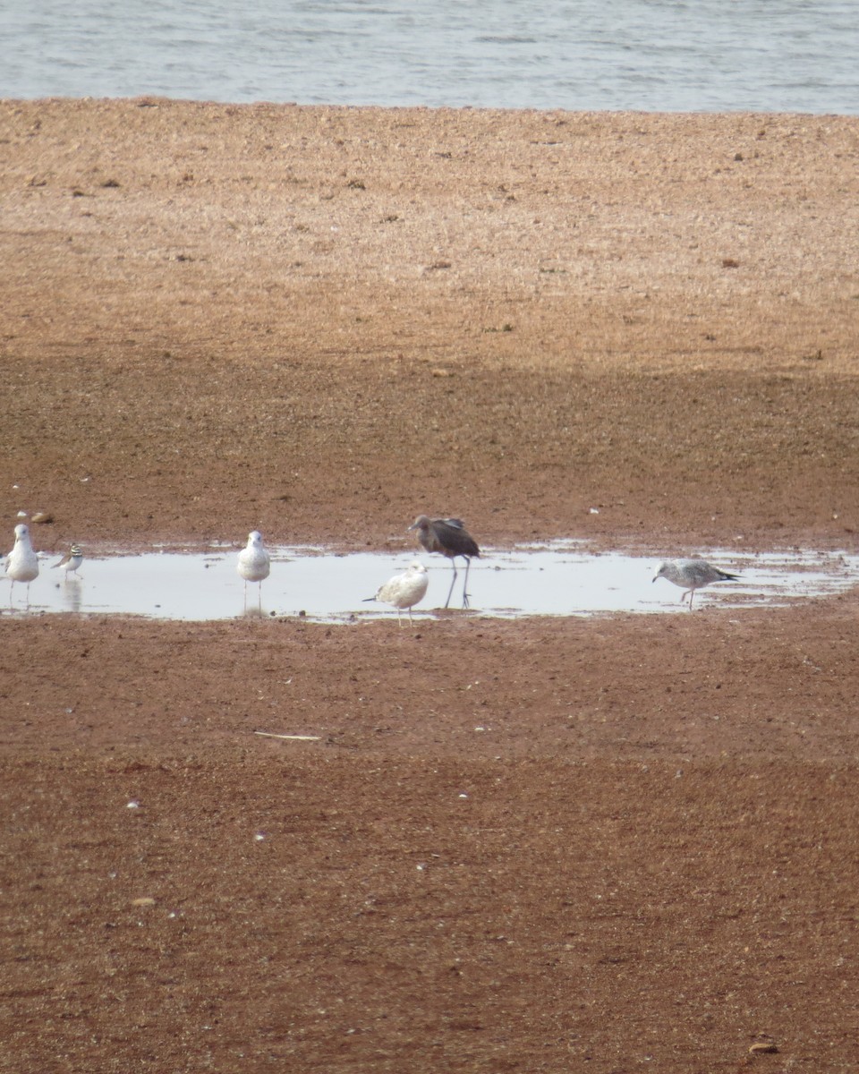 Reddish Egret - ML547724391