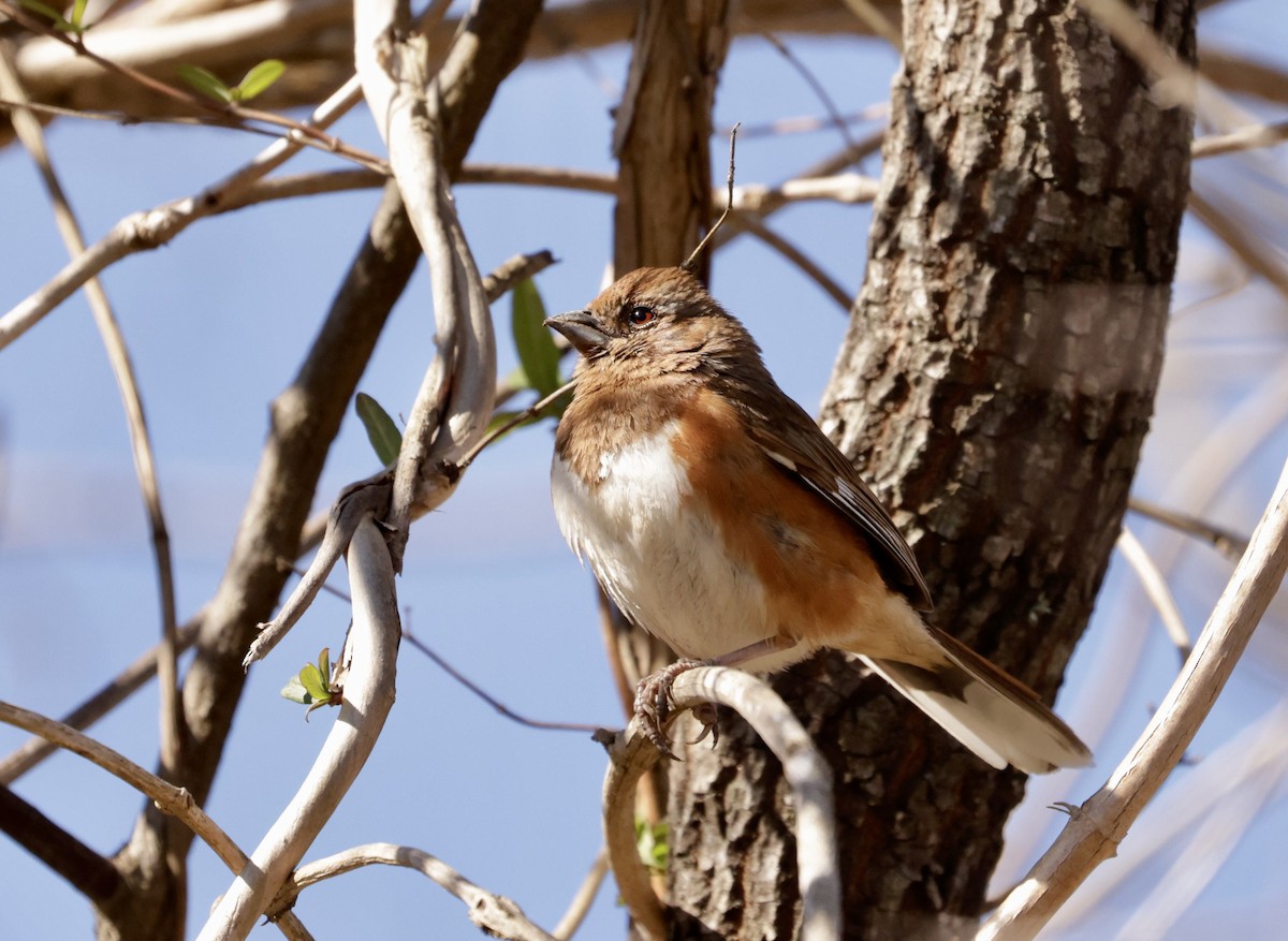 Eastern Towhee (Red-eyed) - ML547724571