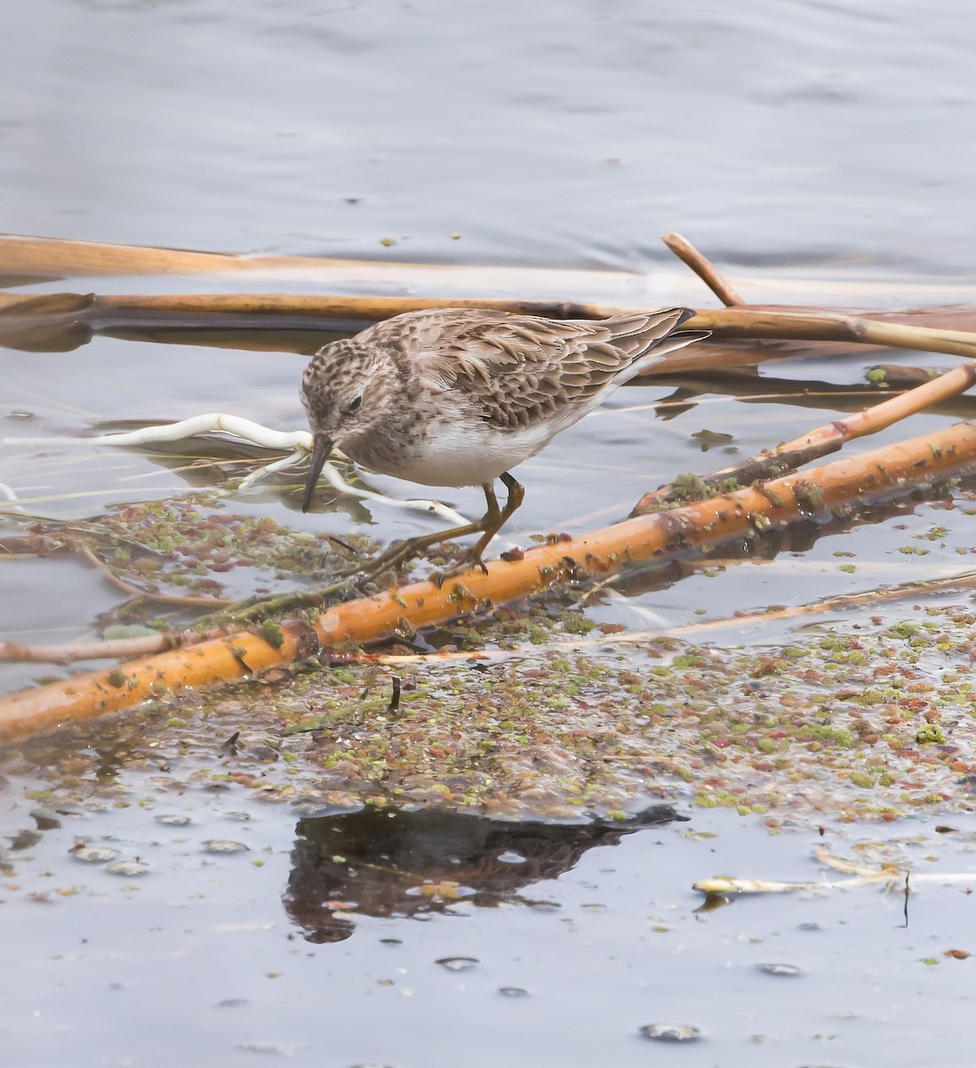 Least Sandpiper - ML547724871