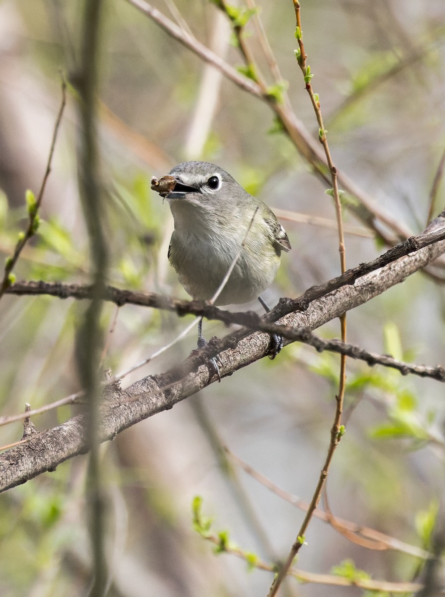 Cassin's Vireo - ML547725651