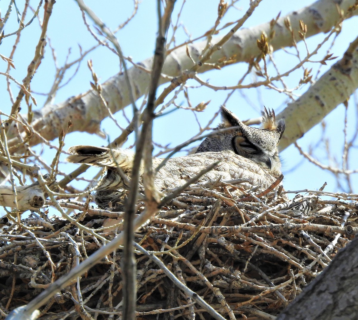 Great Horned Owl - ML547725761