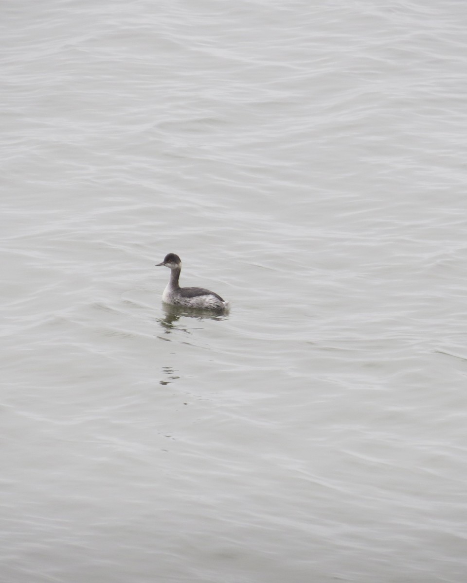 Eared Grebe - ML547727891