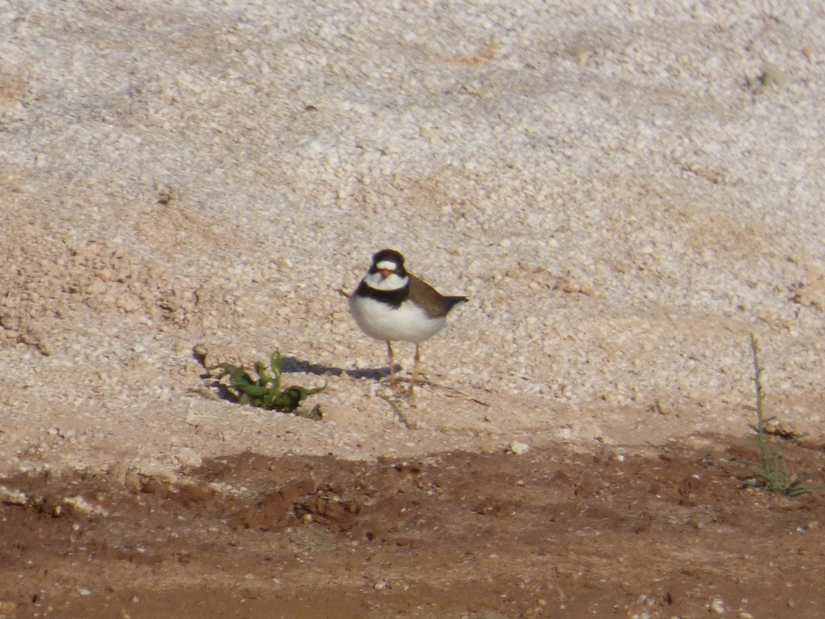 Semipalmated Plover - ML54772851