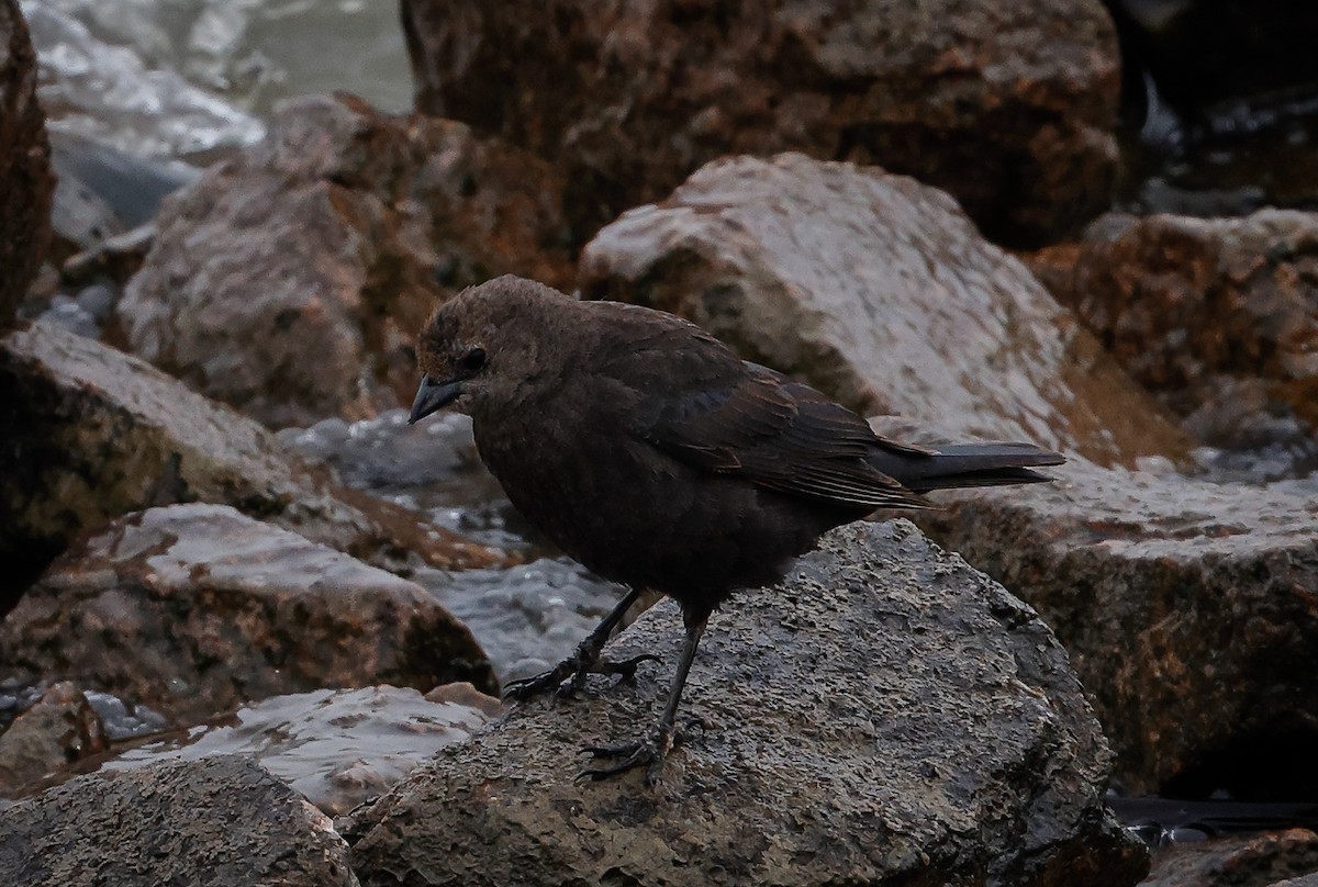 Brewer's Blackbird - ML547728671