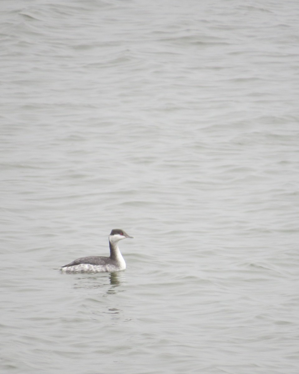 Horned Grebe - ML547728891