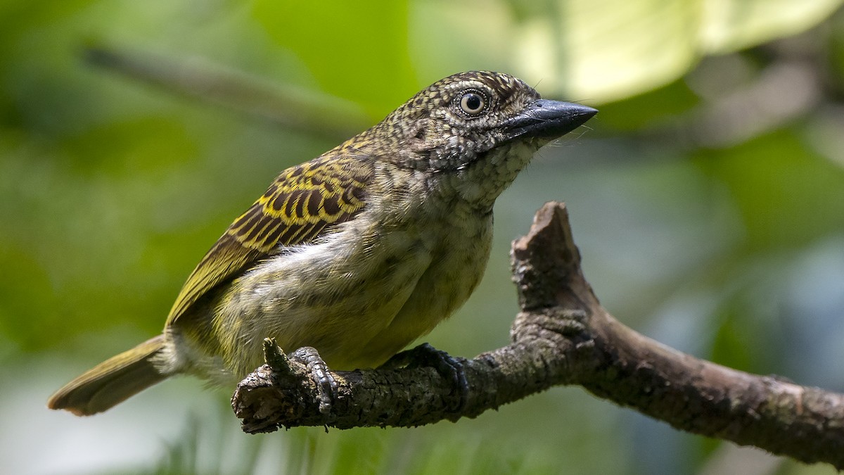 Speckled Tinkerbird - ML547729881