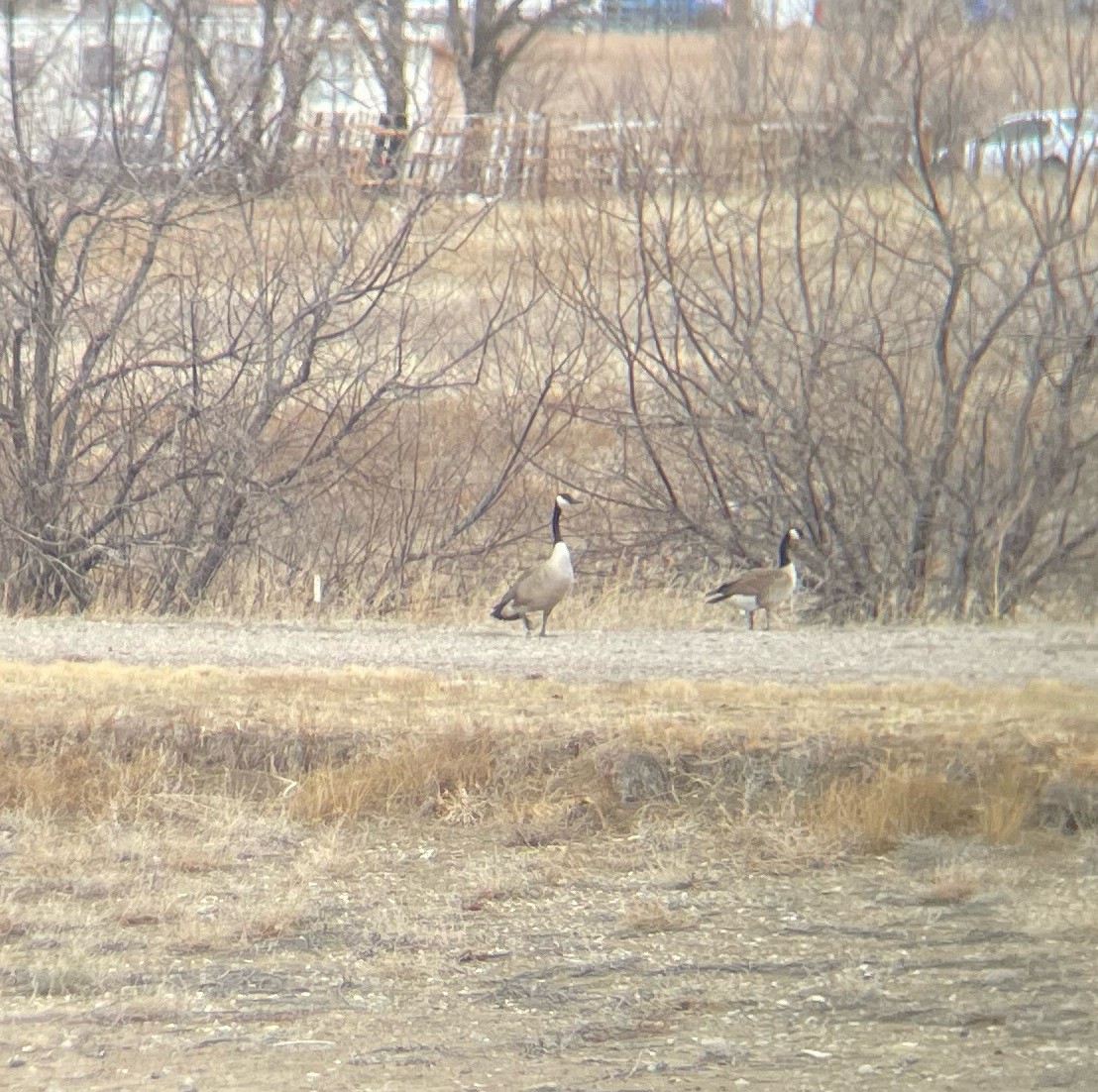 Canada Goose - ML547730491