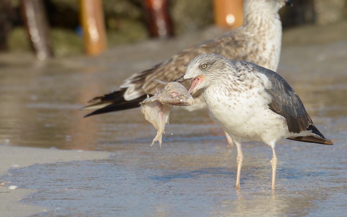 Lesser Black-backed Gull - ML547730601