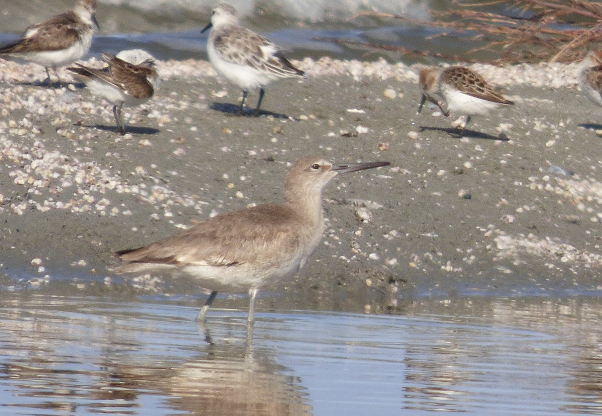 Willet - Julie Szabo