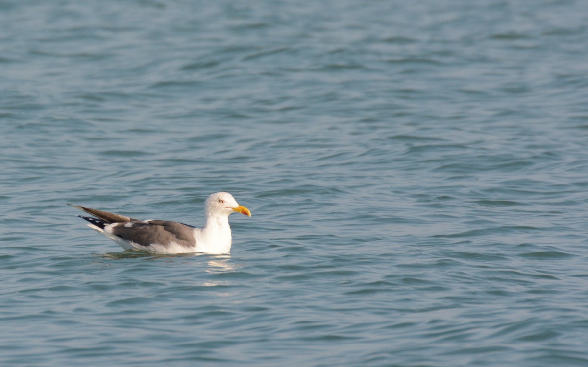 Lesser Black-backed Gull - ML547730611