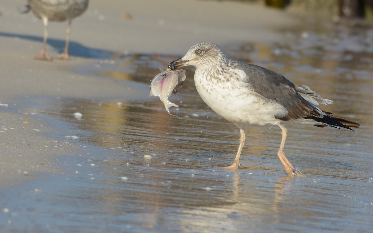 Lesser Black-backed Gull - ML547730621