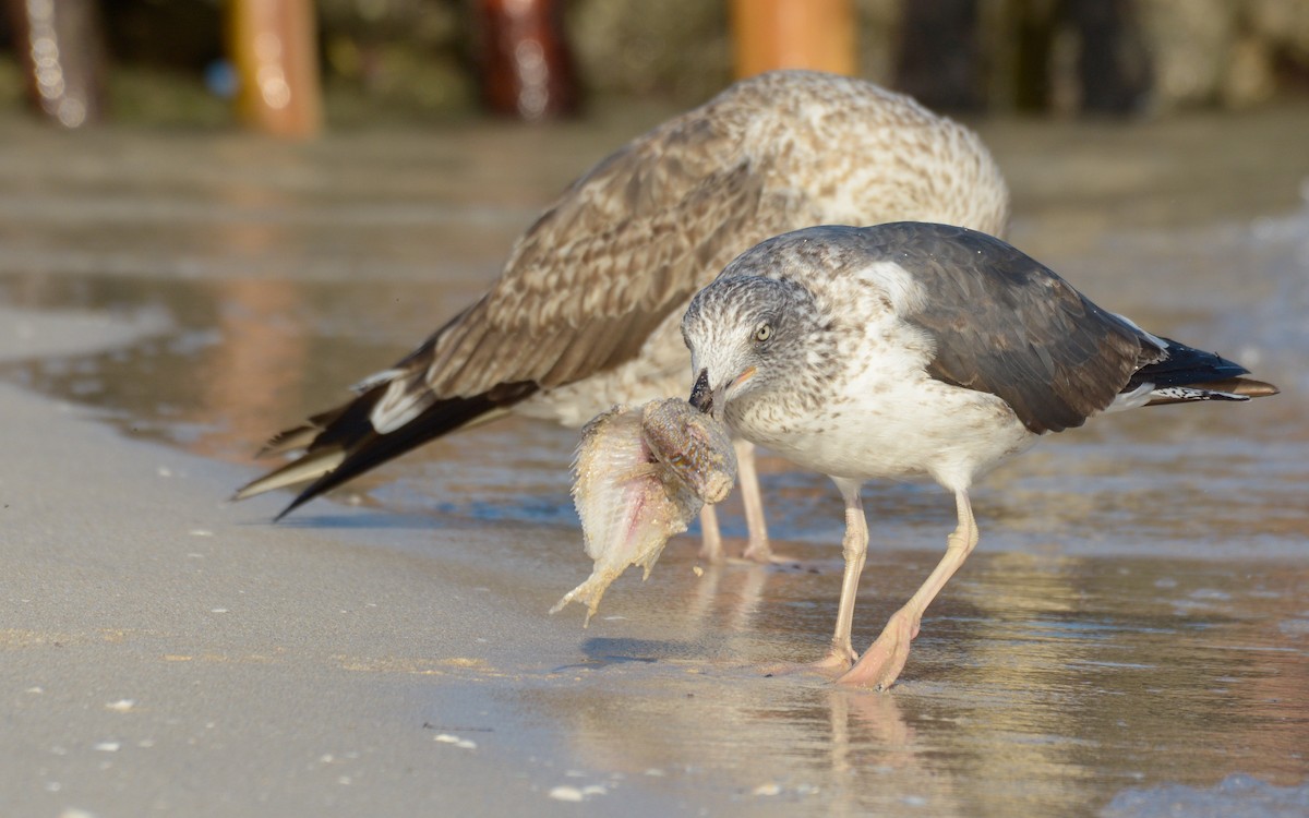 Lesser Black-backed Gull - ML547730631