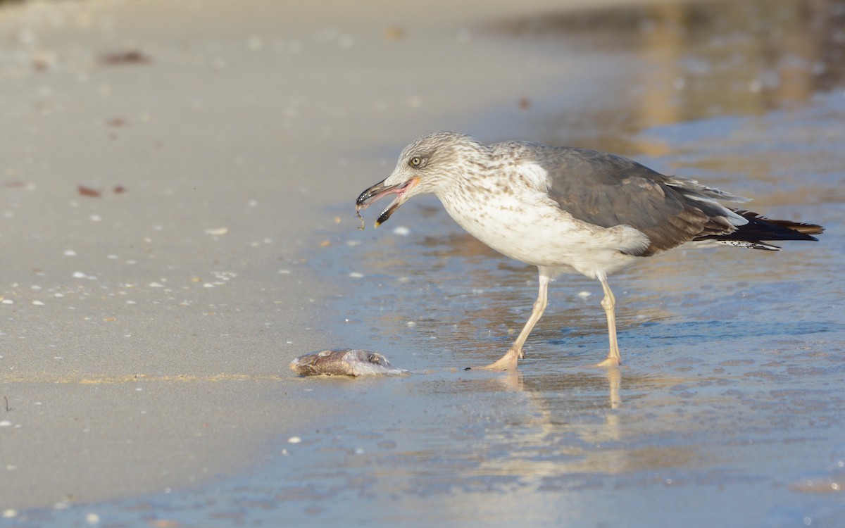 Lesser Black-backed Gull - ML547730641