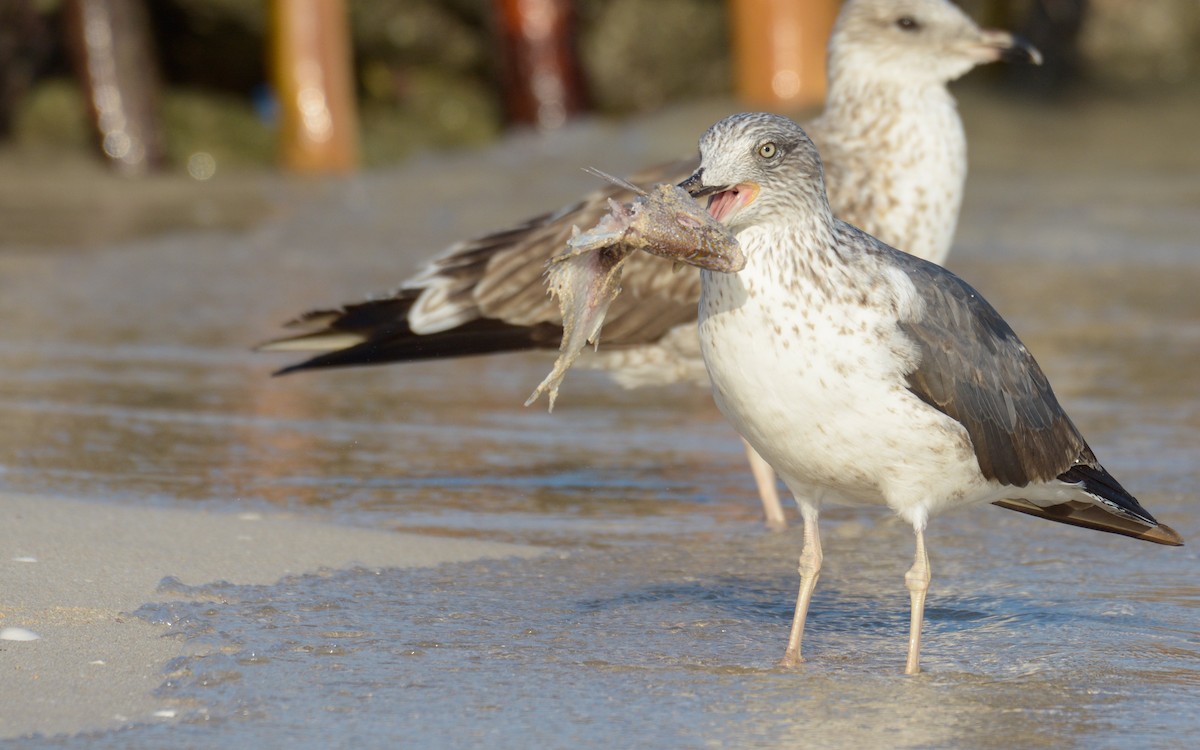 Lesser Black-backed Gull - ML547730661