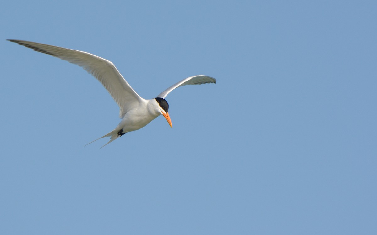 Royal Tern - ML547730761