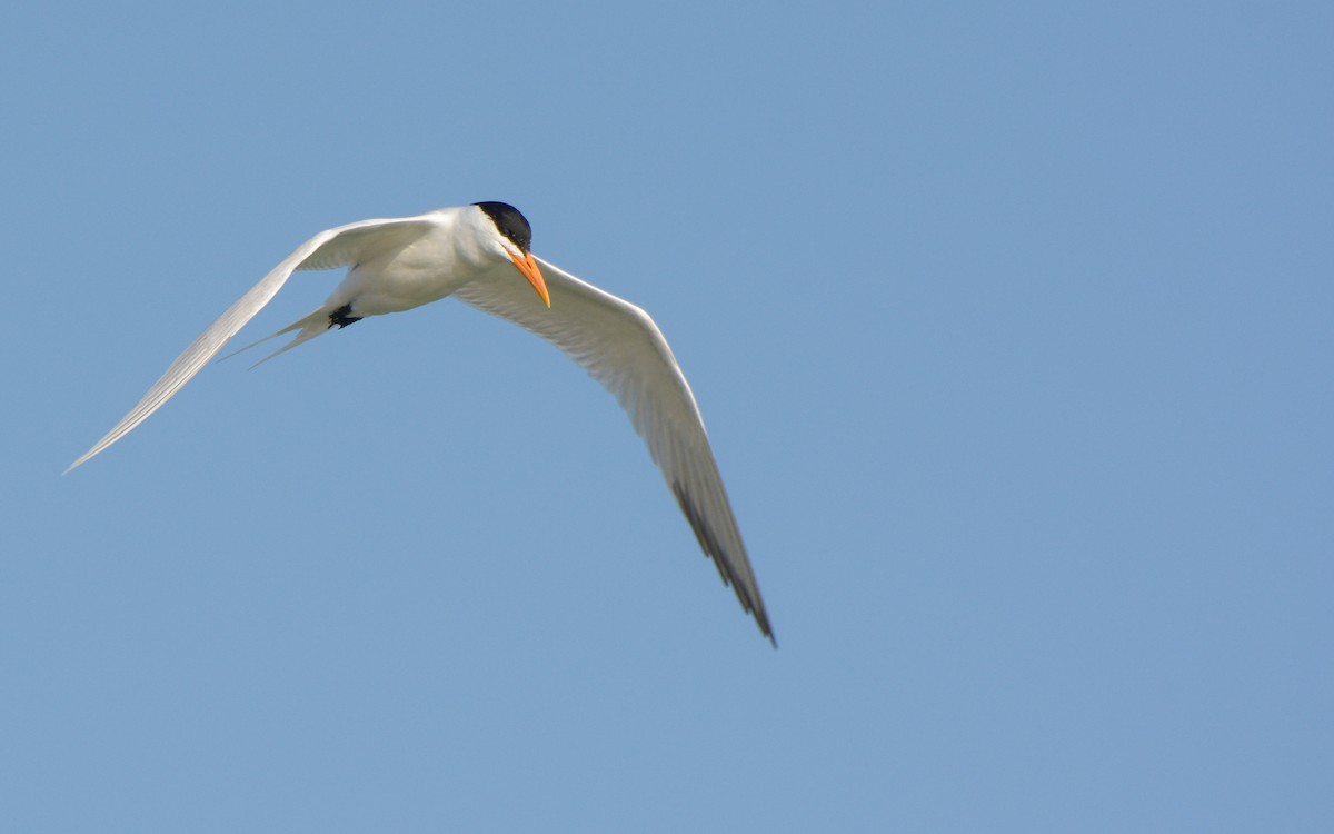 Royal Tern - ML547730771