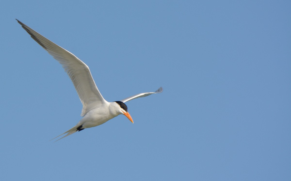 Royal Tern - ML547730791