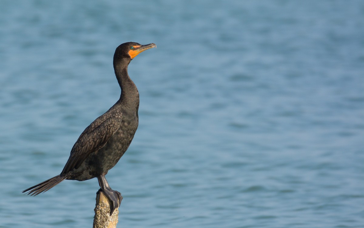 Double-crested Cormorant - ML547730891