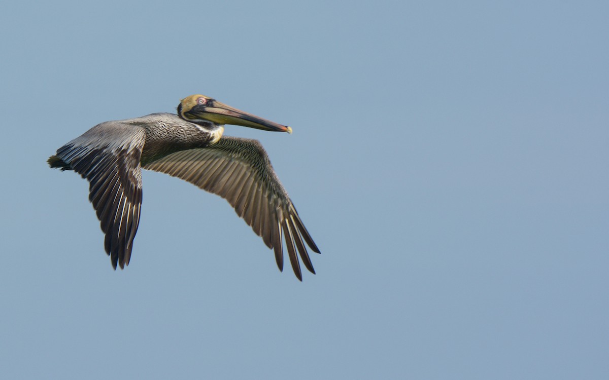 Brown Pelican - ML547730921