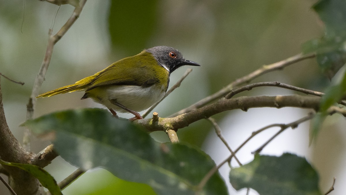 Masked Apalis - Paul Wilson