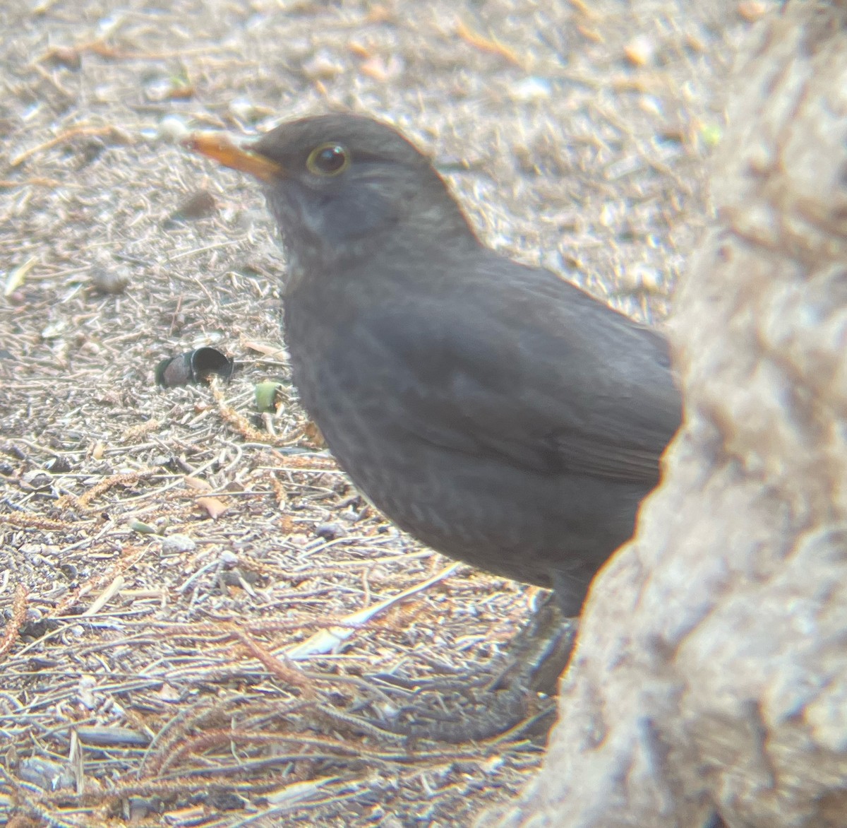 Eurasian Blackbird - ML547731321