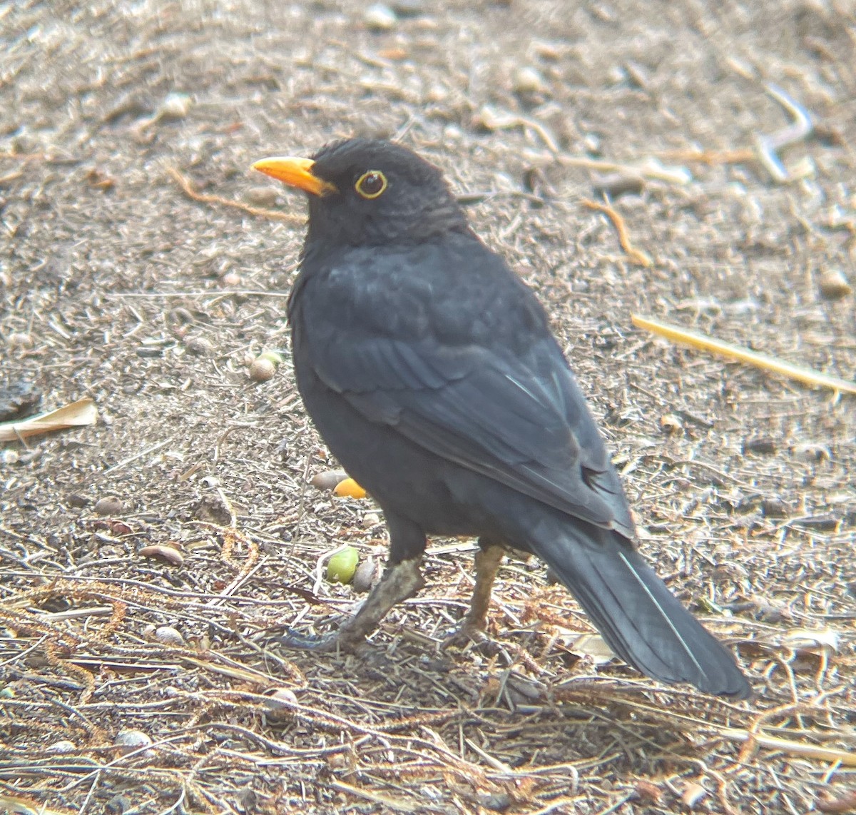 Eurasian Blackbird - ML547731331