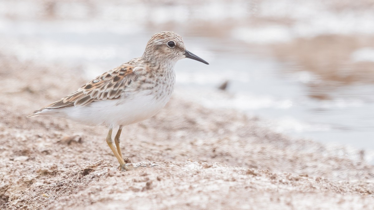 pygmésnipe - ML547732651