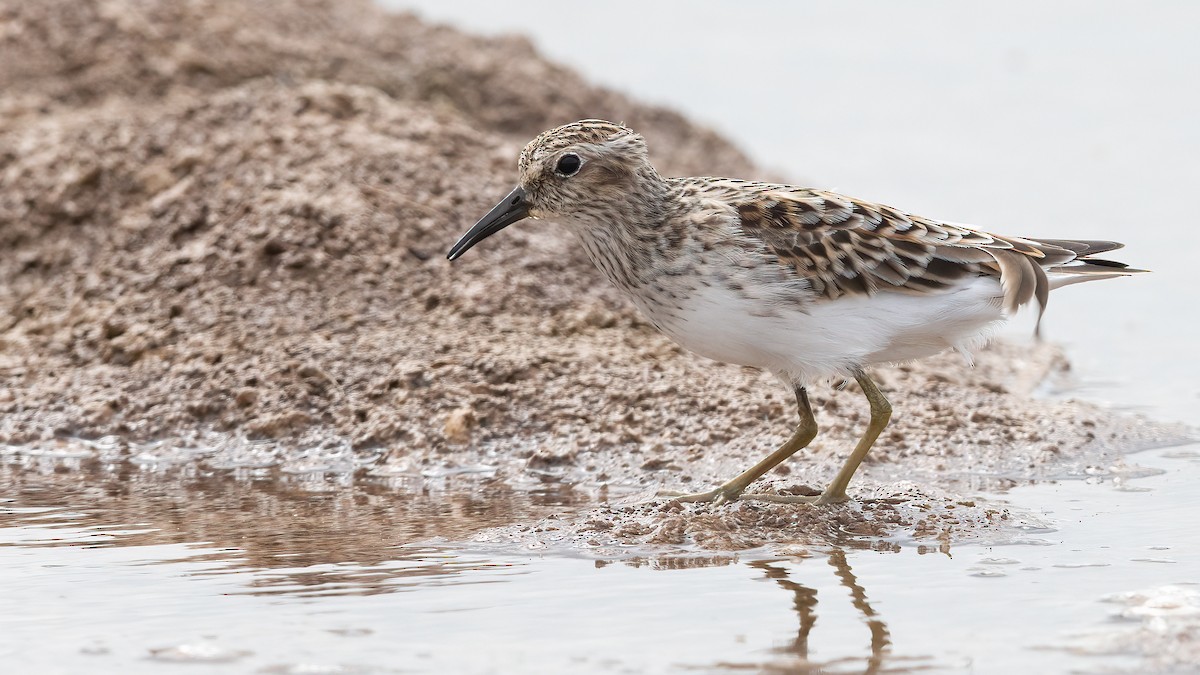 Least Sandpiper - Robert Tizard