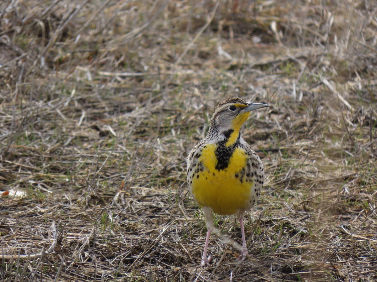 Western Meadowlark - Todd Morris