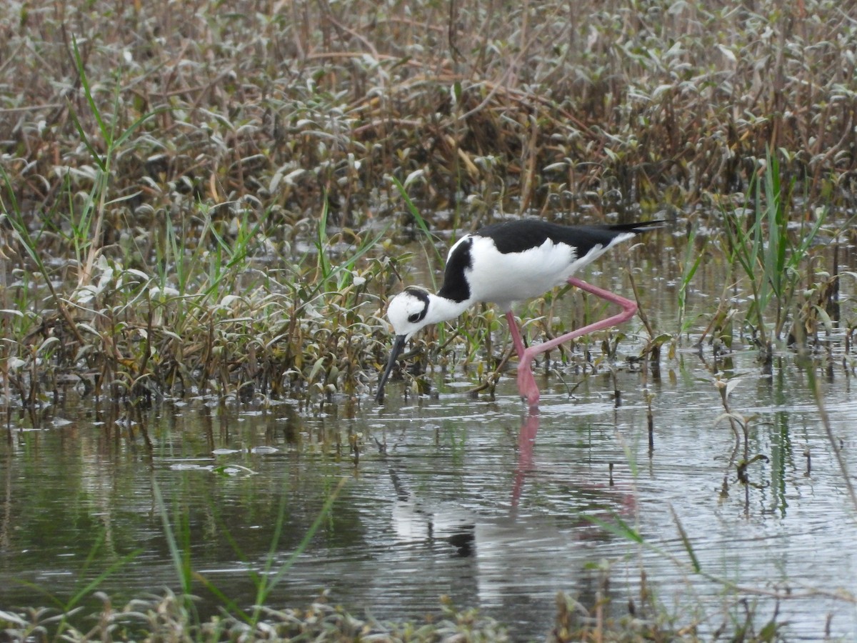 Black-necked Stilt (White-backed) - ML547733521