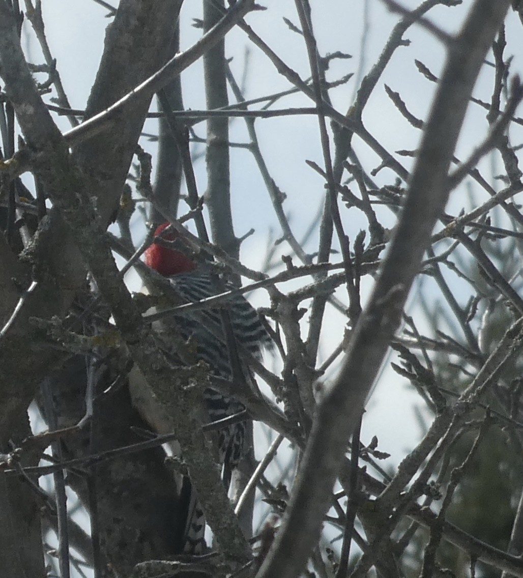 Red-bellied Woodpecker - ML547734561