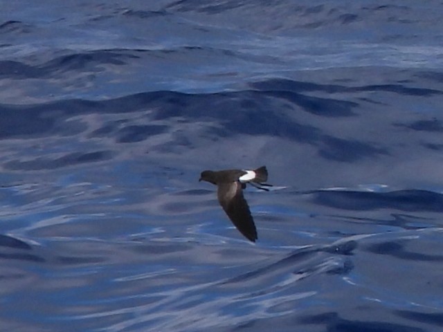 黃蹼洋海燕 - ML547734701