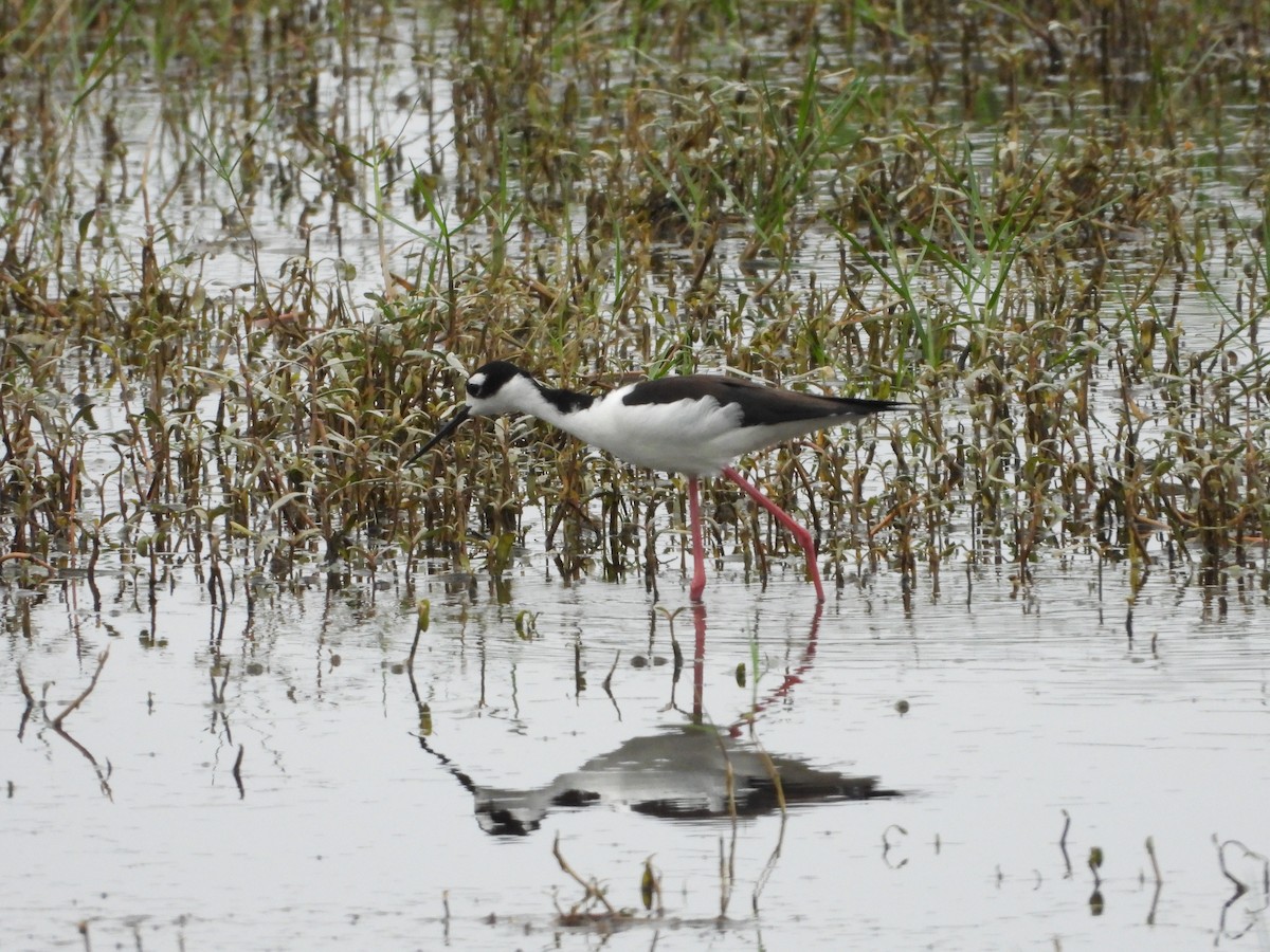 Black-necked Stilt - ML547734751