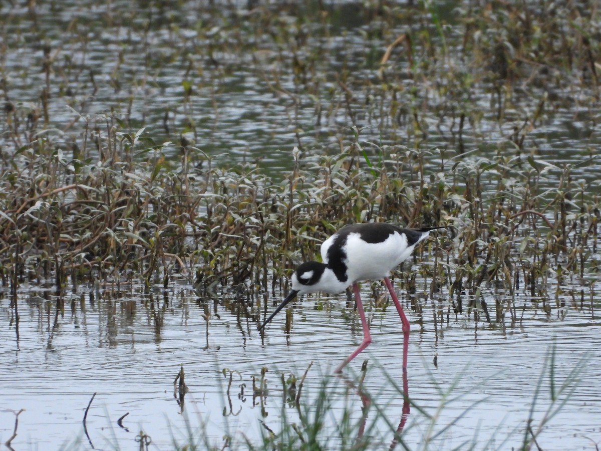 Black-necked Stilt - ML547734761