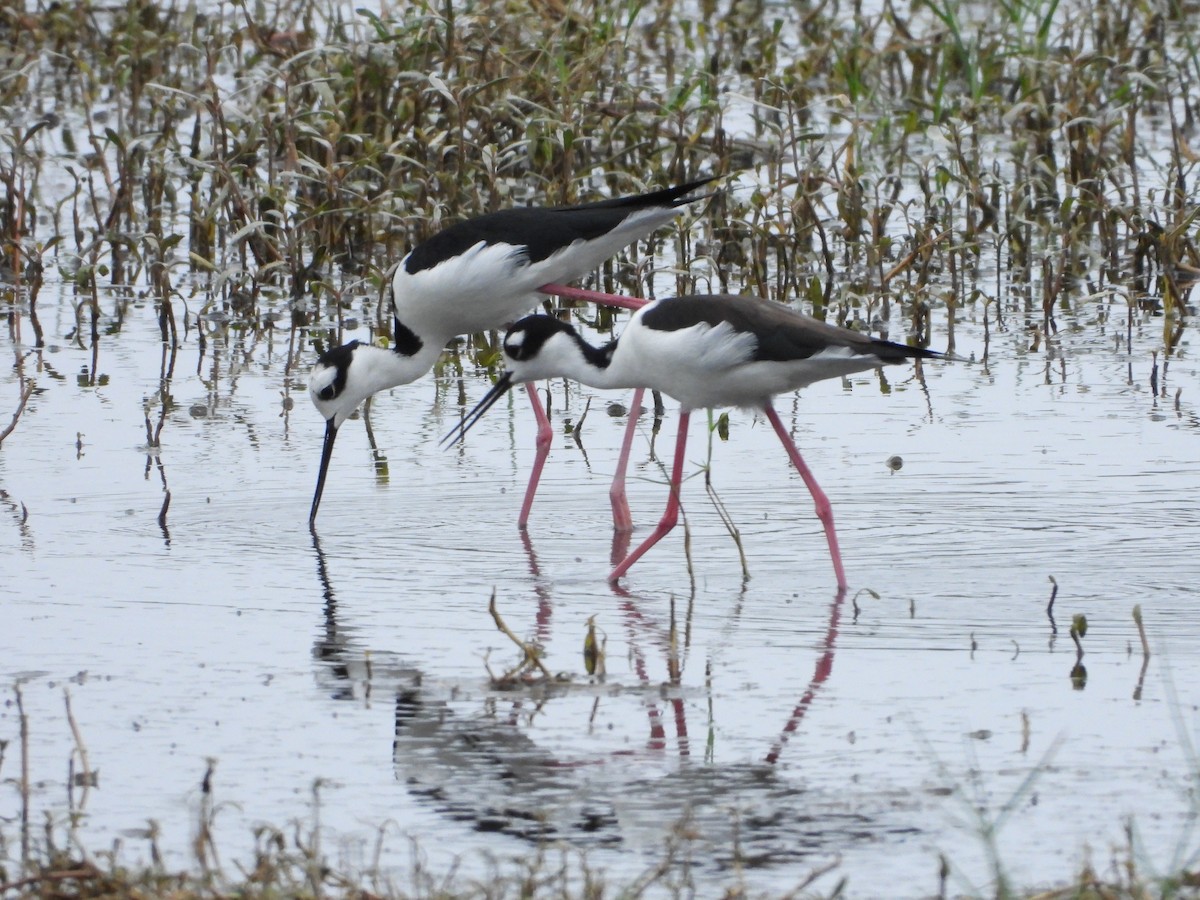 Black-necked Stilt - ML547734771