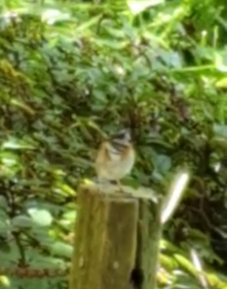 Rufous-collared Sparrow - ML547735931