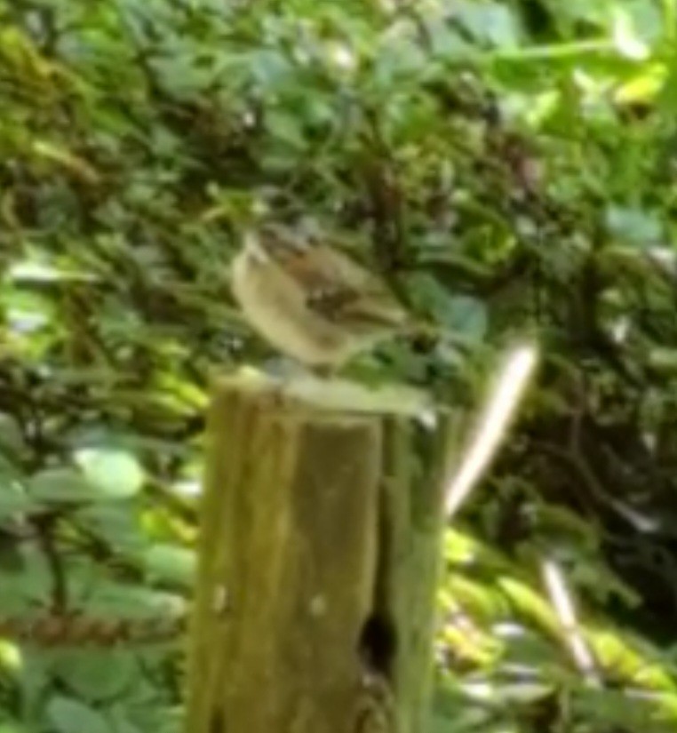 Rufous-collared Sparrow - ML547735941