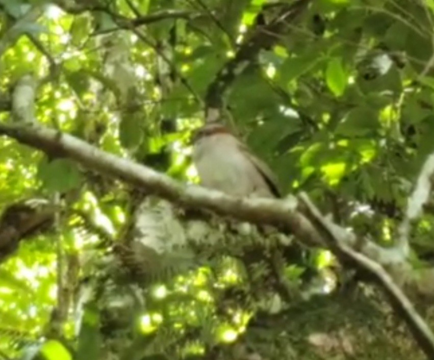 Rufous-collared Sparrow - ML547735951