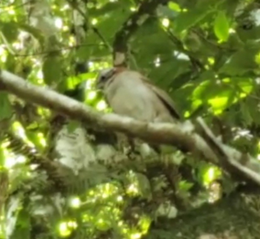 Rufous-collared Sparrow - ML547735971
