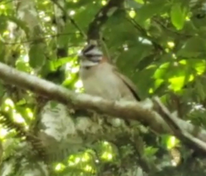 Rufous-collared Sparrow - ML547735981
