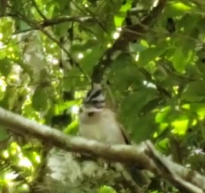 Rufous-collared Sparrow - ML547735991