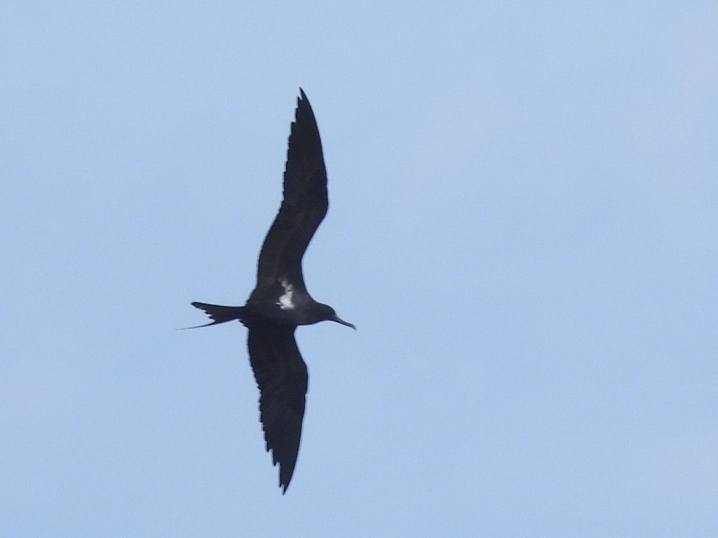 Lesser Frigatebird - ML547736151