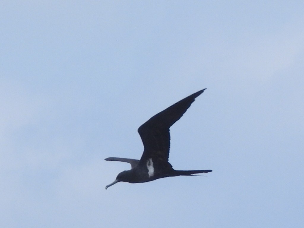 Lesser Frigatebird - ML547736161