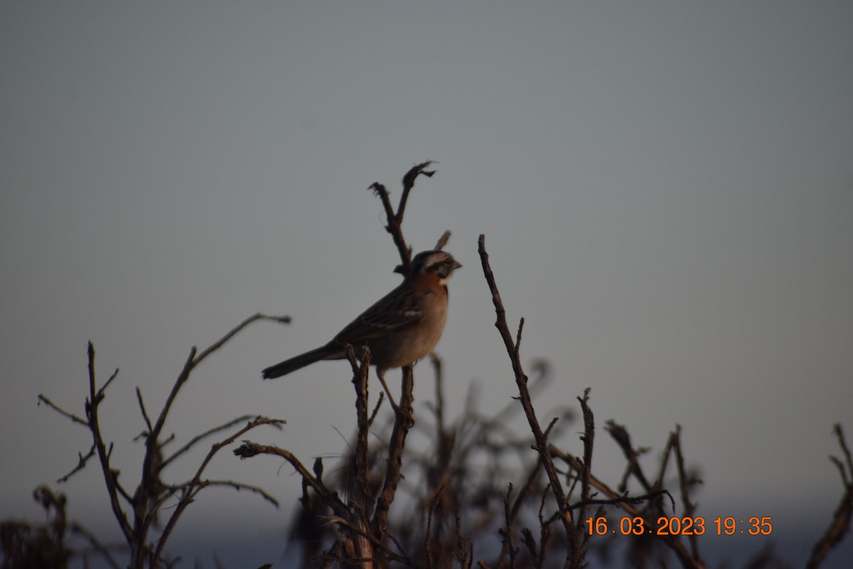 Rufous-collared Sparrow - ML547736321