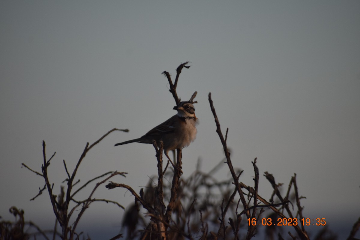 Rufous-collared Sparrow - ML547736331