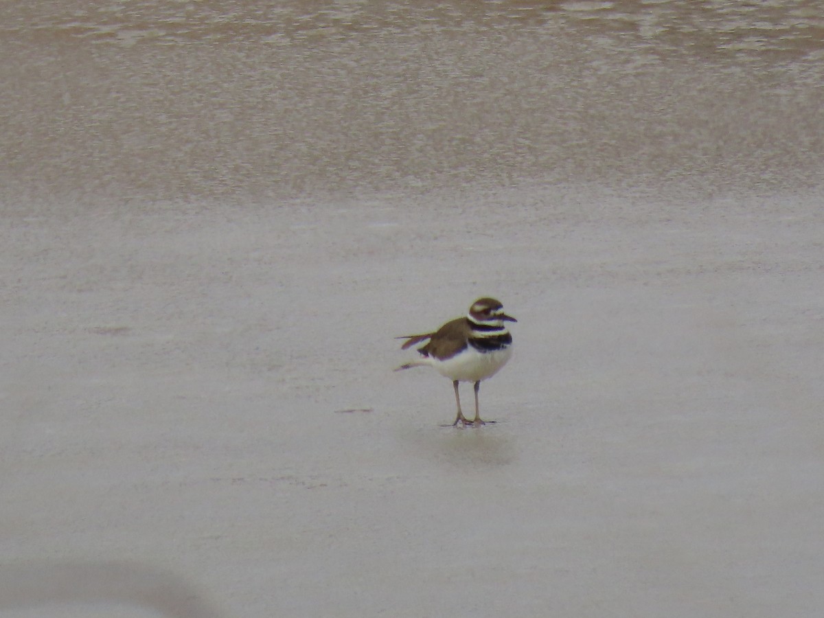 Killdeer - ML547736341