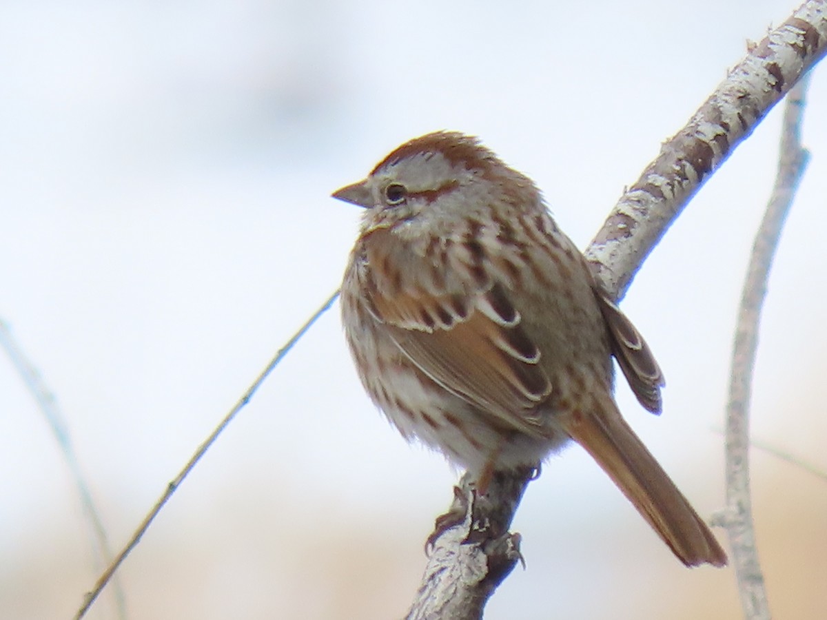 Song Sparrow - ML547736941