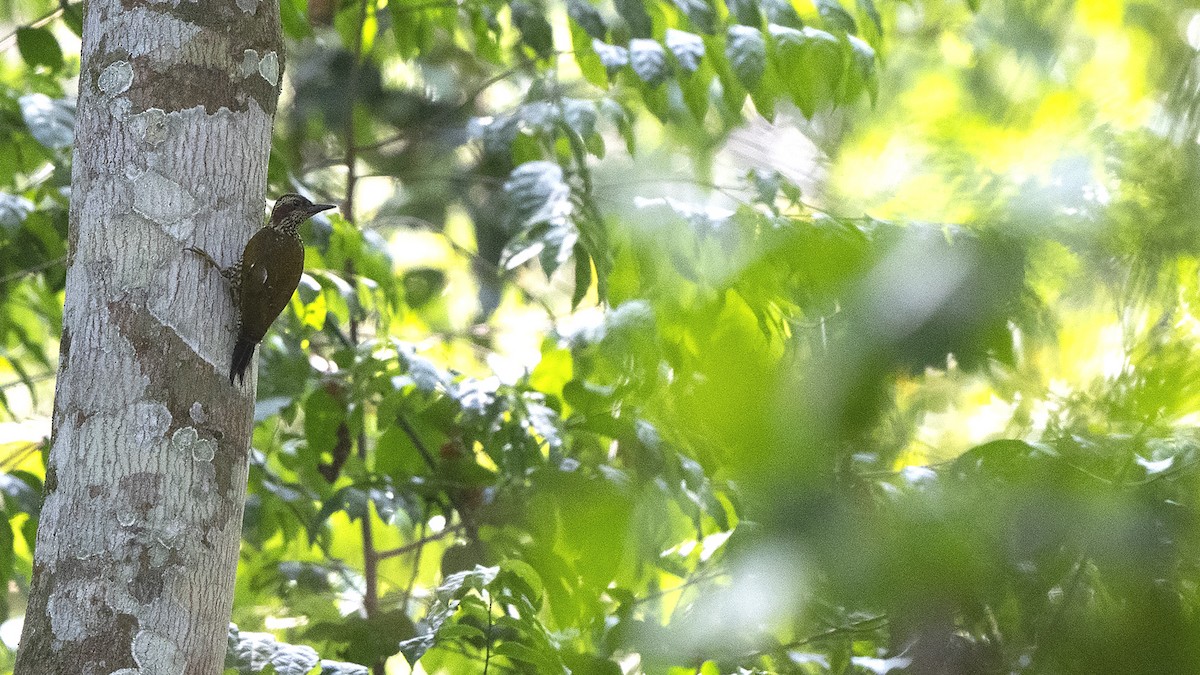 Brown-eared Woodpecker - ML547737341