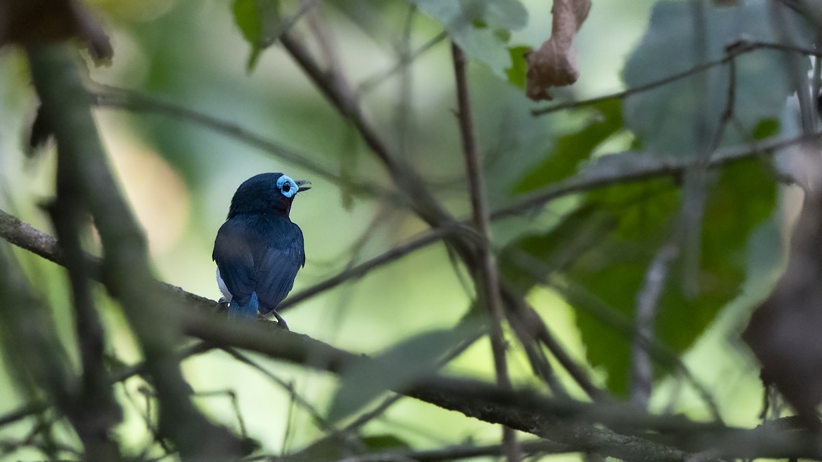 Jameson's Wattle-eye - ML547738111